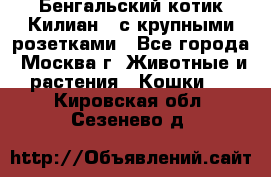 Бенгальский котик Килиан , с крупными розетками - Все города, Москва г. Животные и растения » Кошки   . Кировская обл.,Сезенево д.